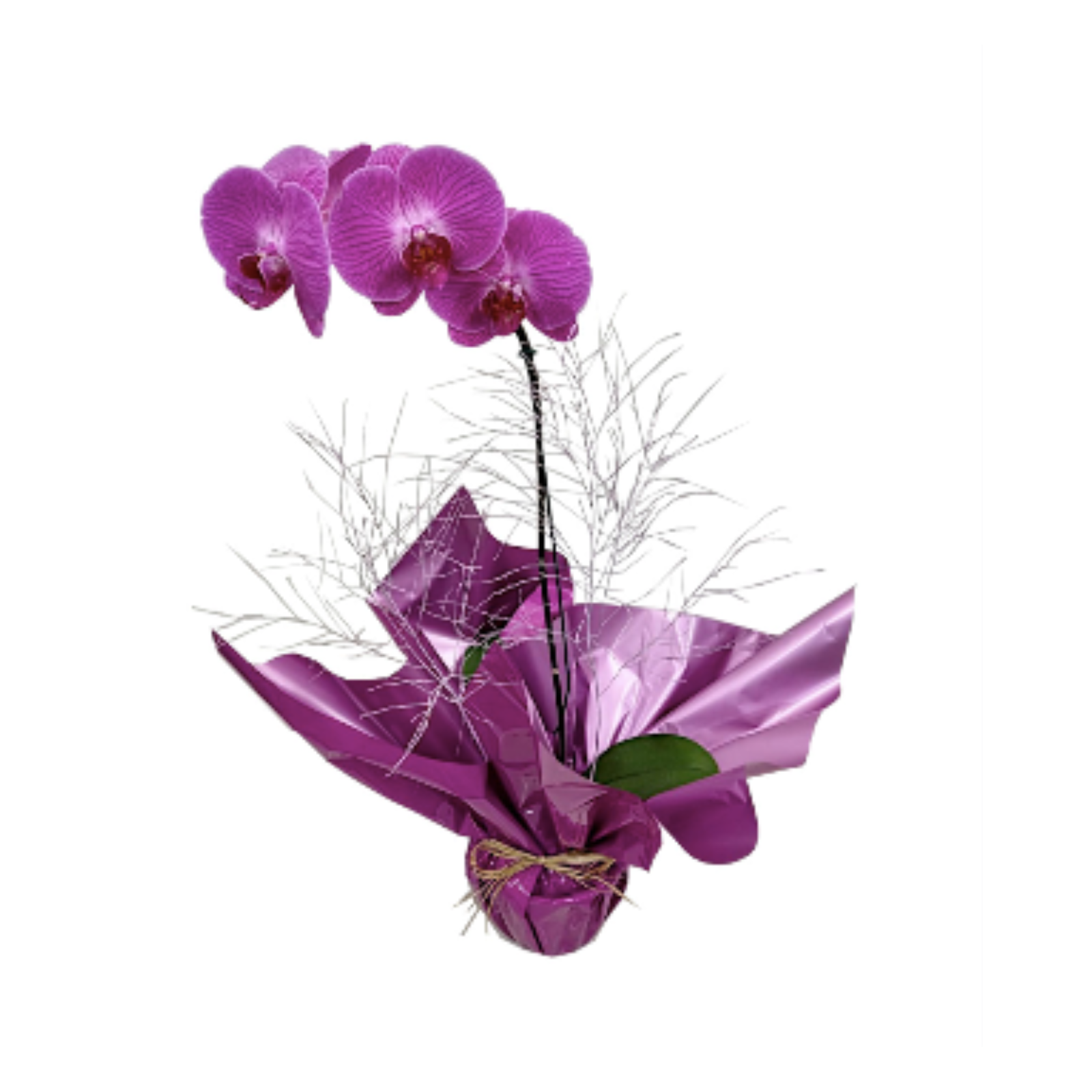 Orqudea Phalaenopsis Pink