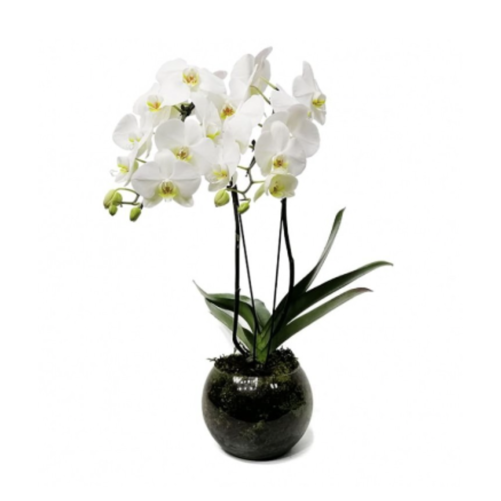Orqudea Phalaenopsis Tradicional